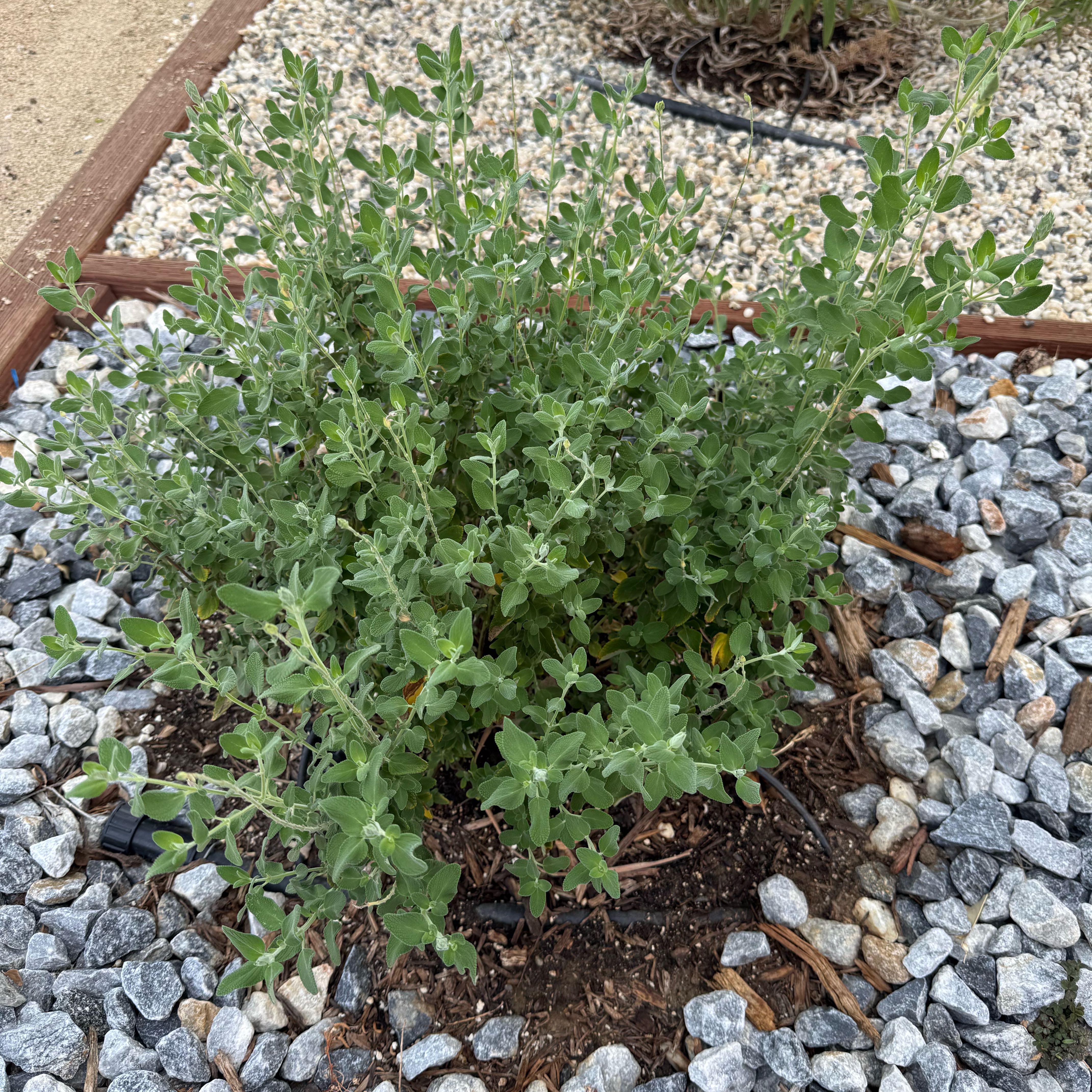 Photo of the plant species Marine Blue Germander Sage by @NurseBaibua86 named Fernie Saunders on Greg, the plant care app