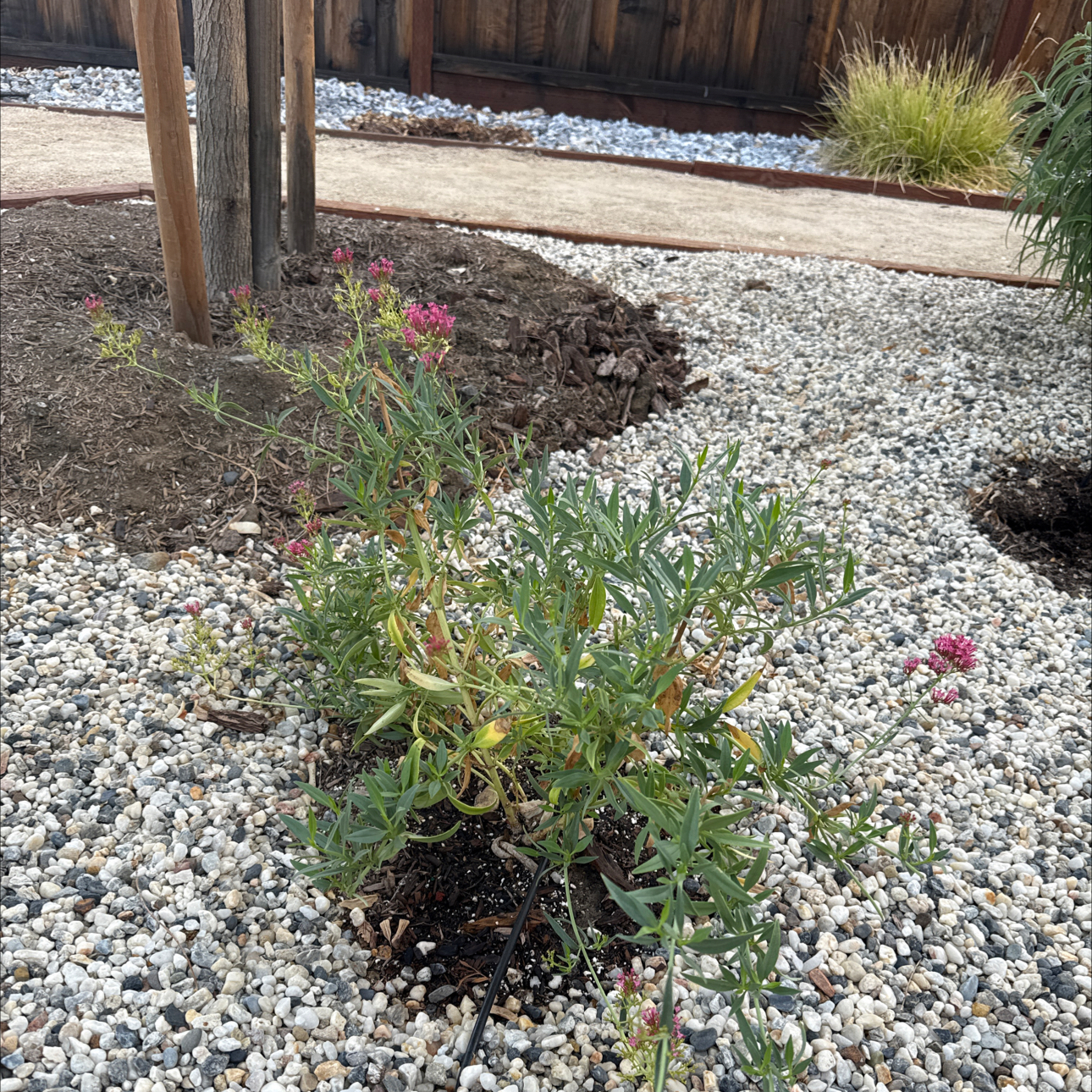 Photo of the plant species Red Valerian 'Pretty Betsy' by @NurseBaibua86 named Rainier on Greg, the plant care app