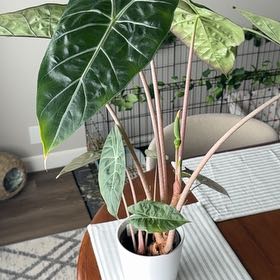 Photo of the plant species Pink Dragon Alocasia by @LargeMakole7 named Zues on Greg, the plant care app