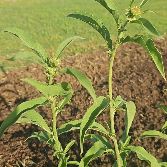 Photo of the plant species Earleaf Nightshade by @SageSpeciesname named Clooney on Greg, the plant care app