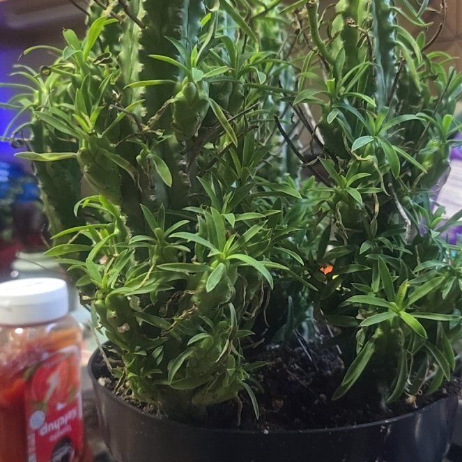 Photo of the plant species Euphorbia loricata by @ReveredSilkyoak named Sproutacus on Greg, the plant care app