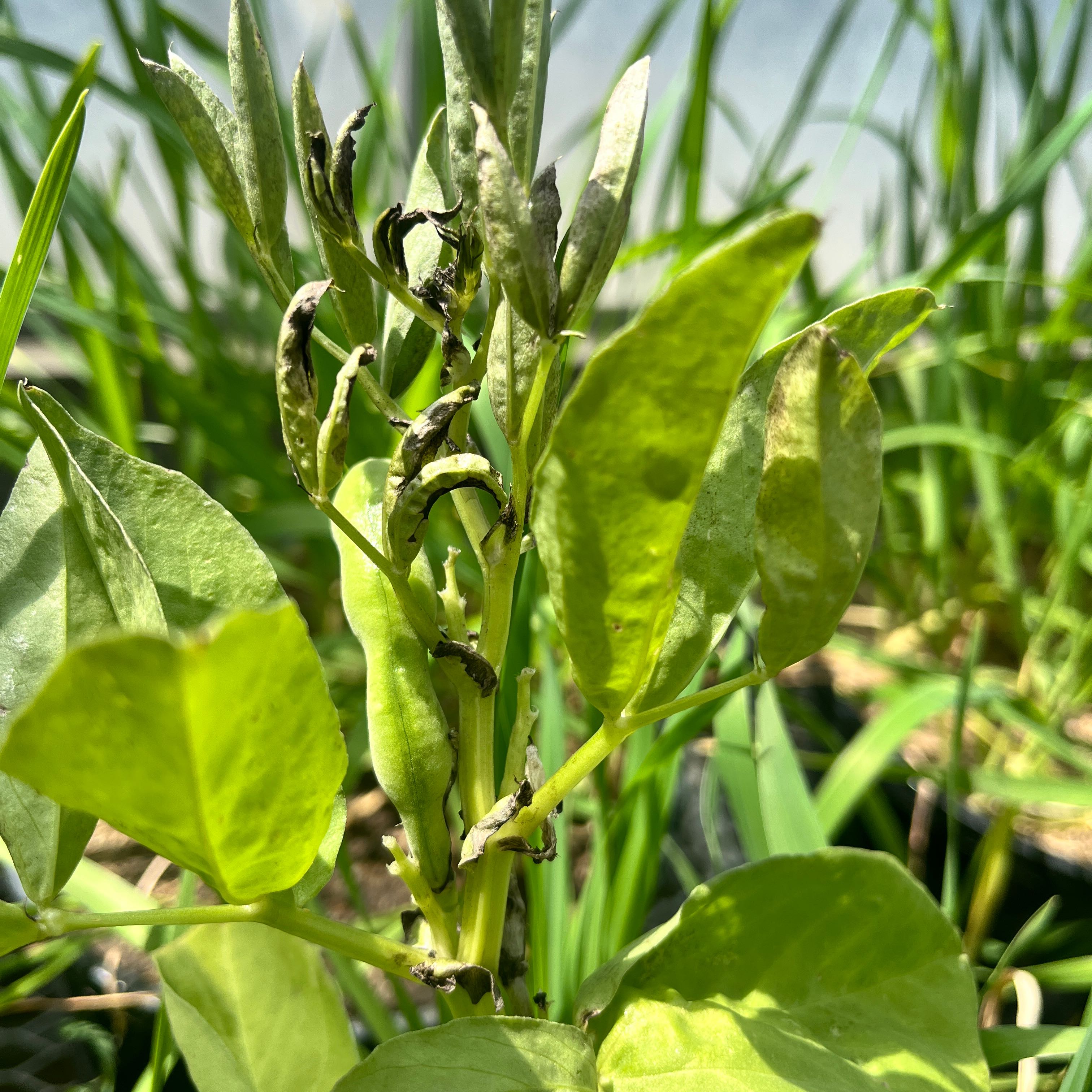 Photo of the plant species Broad Bean by @CaptainLychee89 named Harmony on Greg, the plant care app