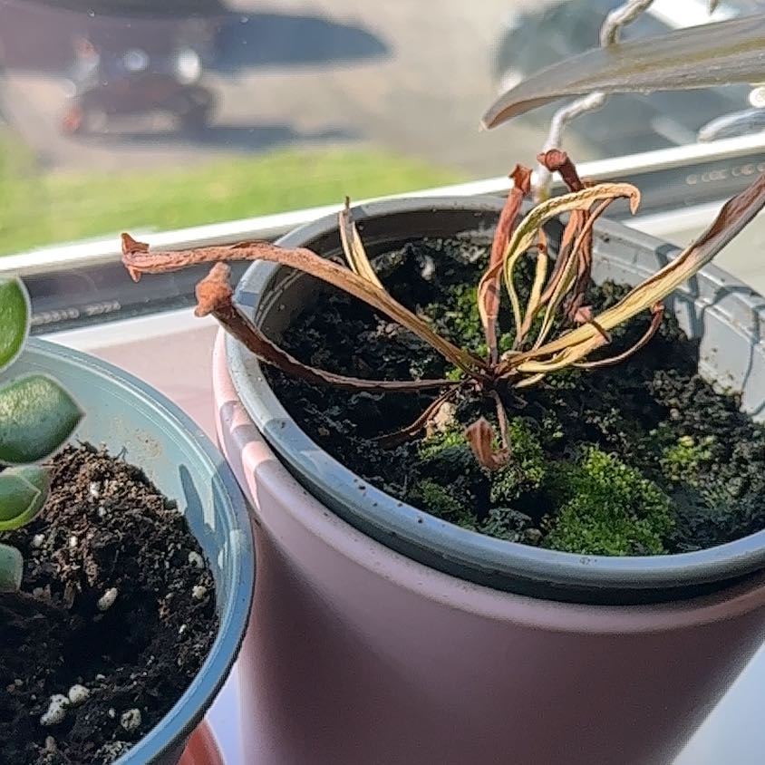 Photo of the plant species Purple Pitcher Plant by @PrizeBonsi94 named Lavender on Greg, the plant care app