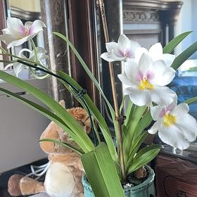 Photo of the plant species Miltonia Orchid by @QuaintLacefern named Planty on Greg, the plant care app