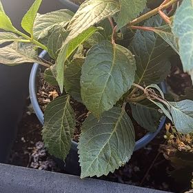 Photo of the plant species Summer Crush Hydrangea by @QuaintLacefern named Leaf Erickson on Greg, the plant care app