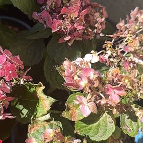 Photo of the plant species Summer Crush Hydrangea by @QuaintLacefern named Sol on Greg, the plant care app