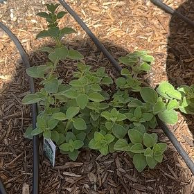 Photo of the plant species Hot and Spicy Oregano by @QuaintLacefern named Mochi on Greg, the plant care app