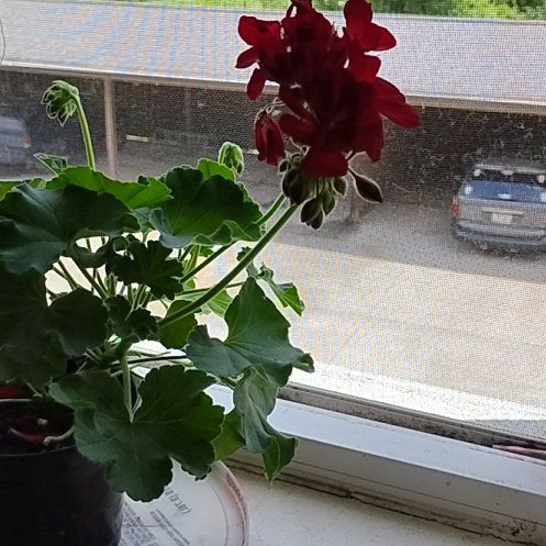 Photo of the plant species Calliope Geranium by @CordialGarlic66 named Kylie on Greg, the plant care app