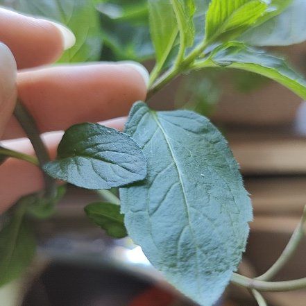 Photo of the plant species Orange Mint by @BeefyPansy89 named Taylor Swift on Greg, the plant care app