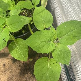 Photo of the plant species Ground Cherry by @egypt-america named Sonora on Greg, the plant care app