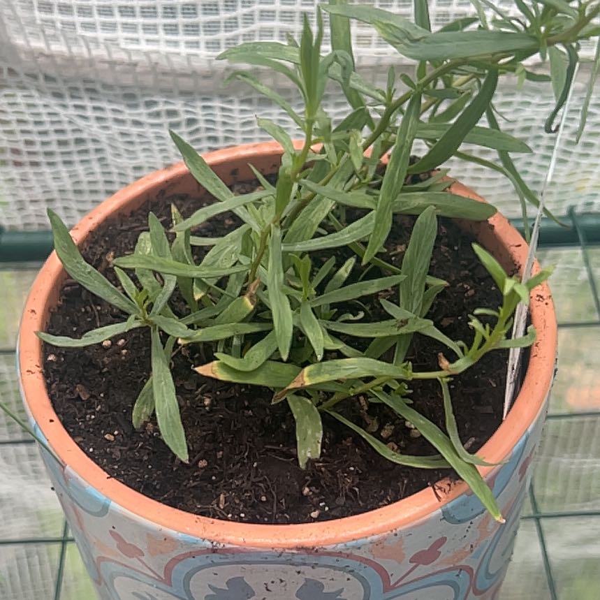 Photo of the plant species French Tarragon by @egypt-america named Kobe on Greg, the plant care app