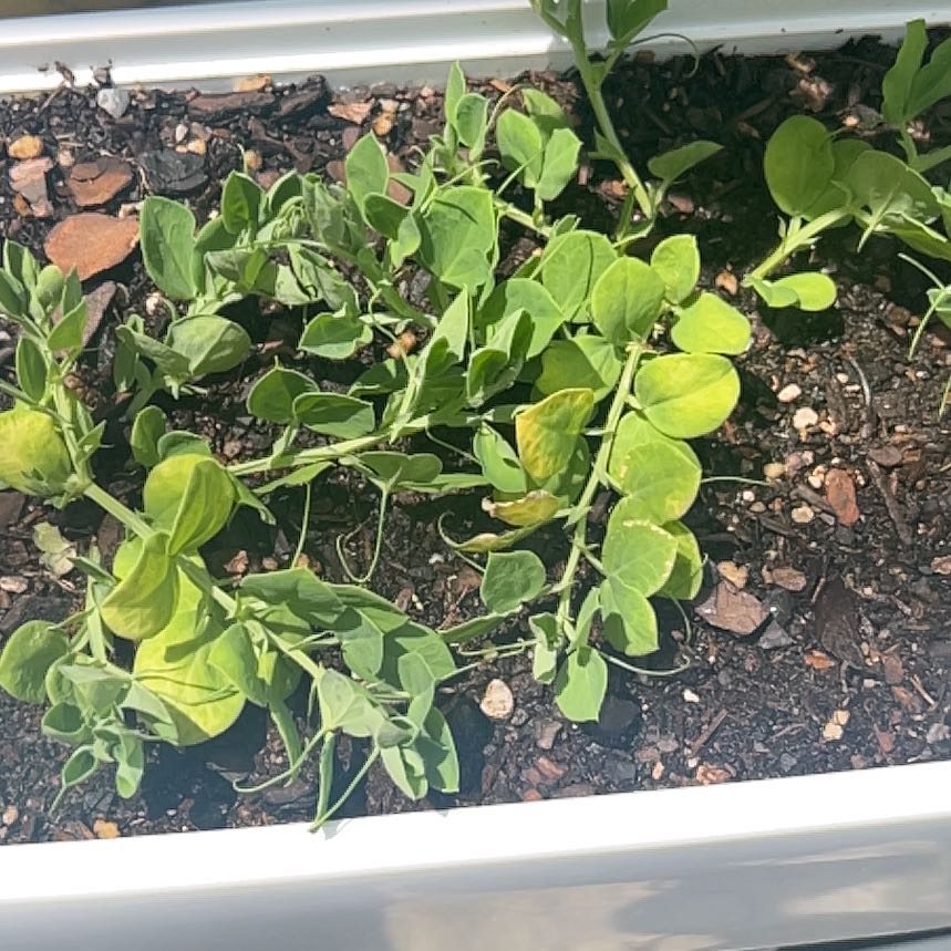 Photo of the plant species Butterfly Pea by @egypt-america named Orlando Bloom on Greg, the plant care app