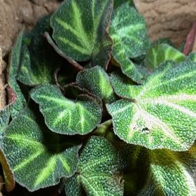 Photo of the plant species Sun Changing Begonia by @UniquelyMelon58 named Sigmund on Greg, the plant care app