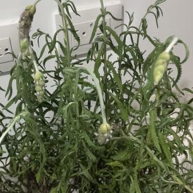Photo of the plant species Lavender Madrid by @YeveGuasca59 named Demi on Greg, the plant care app