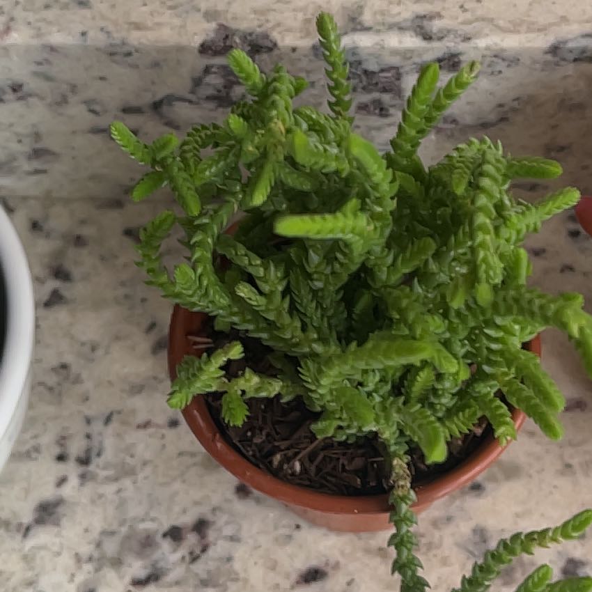 Photo of the plant species Watch Chain by @YeveGuasca59 named Khaleesi on Greg, the plant care app