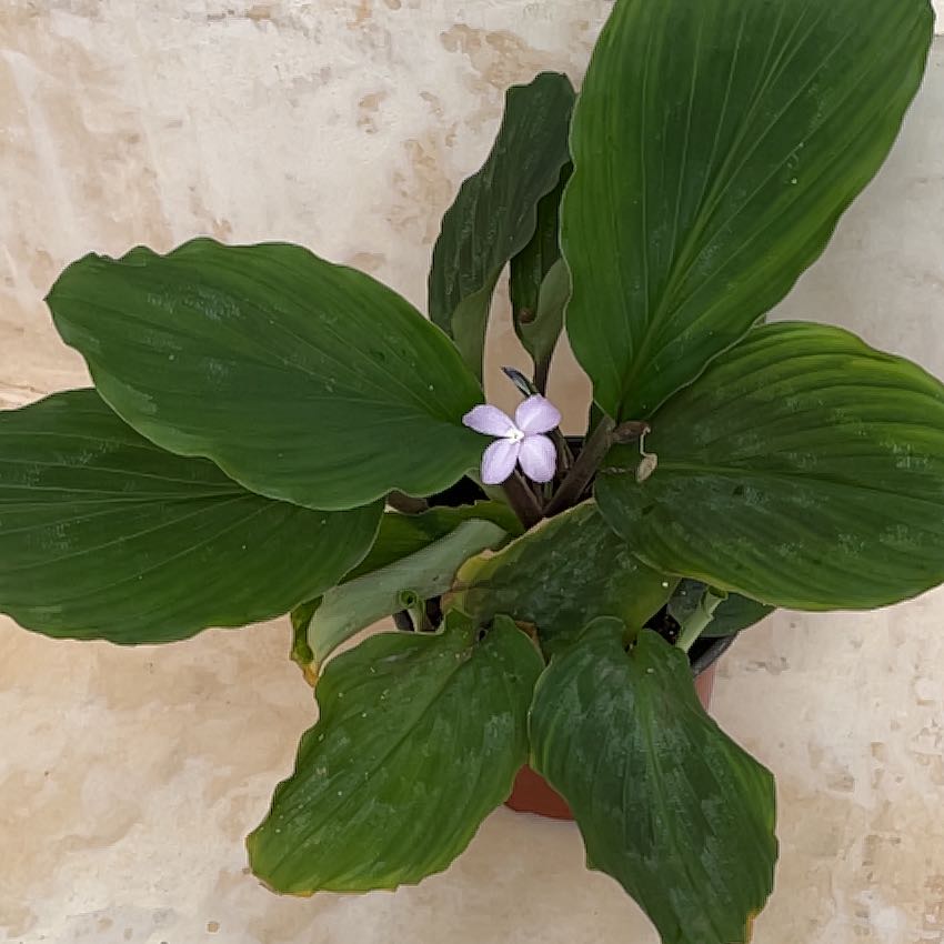 Photo of the plant species Aromatic Ginger by @YeveGuasca59 named Keanu Leaves on Greg, the plant care app