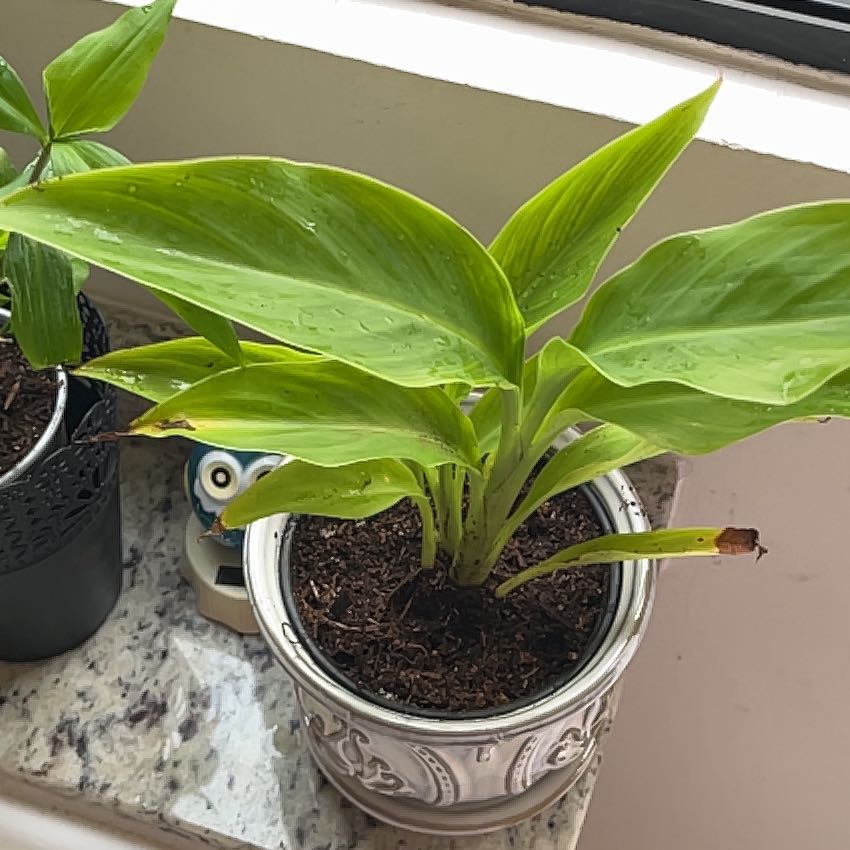 Photo of the plant species Canna Lily by @YeveGuasca59 named Peter Parker on Greg, the plant care app