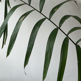 Photo of the plant species Radicalis Palm by @YeveGuasca59 named Sir Plancelot on Greg, the plant care app