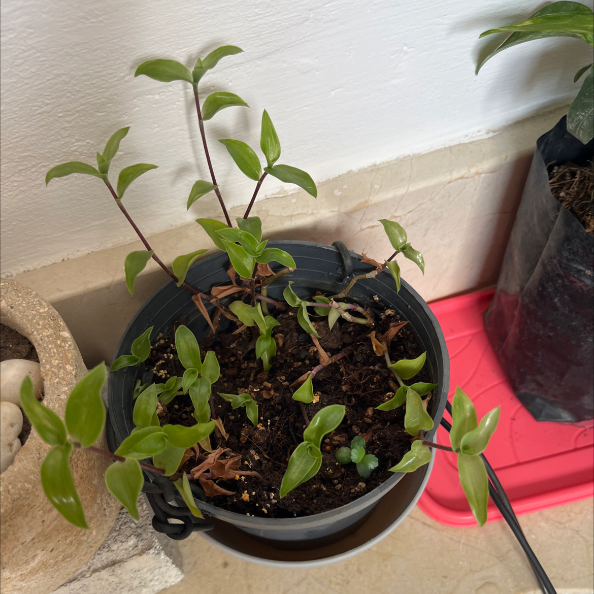 Photo of the plant species Callisia 'Gold' by @YeveGuasca59 named Leonardo on Greg, the plant care app