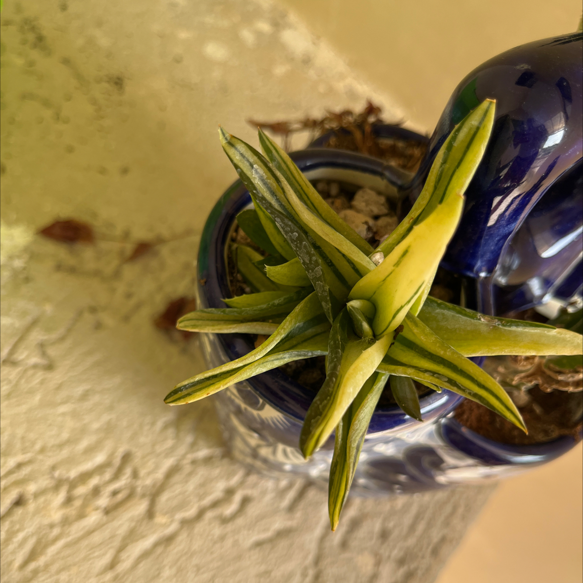 Photo of the plant species Assorted Aloe by @YeveGuasca59 named Harry on Greg, the plant care app