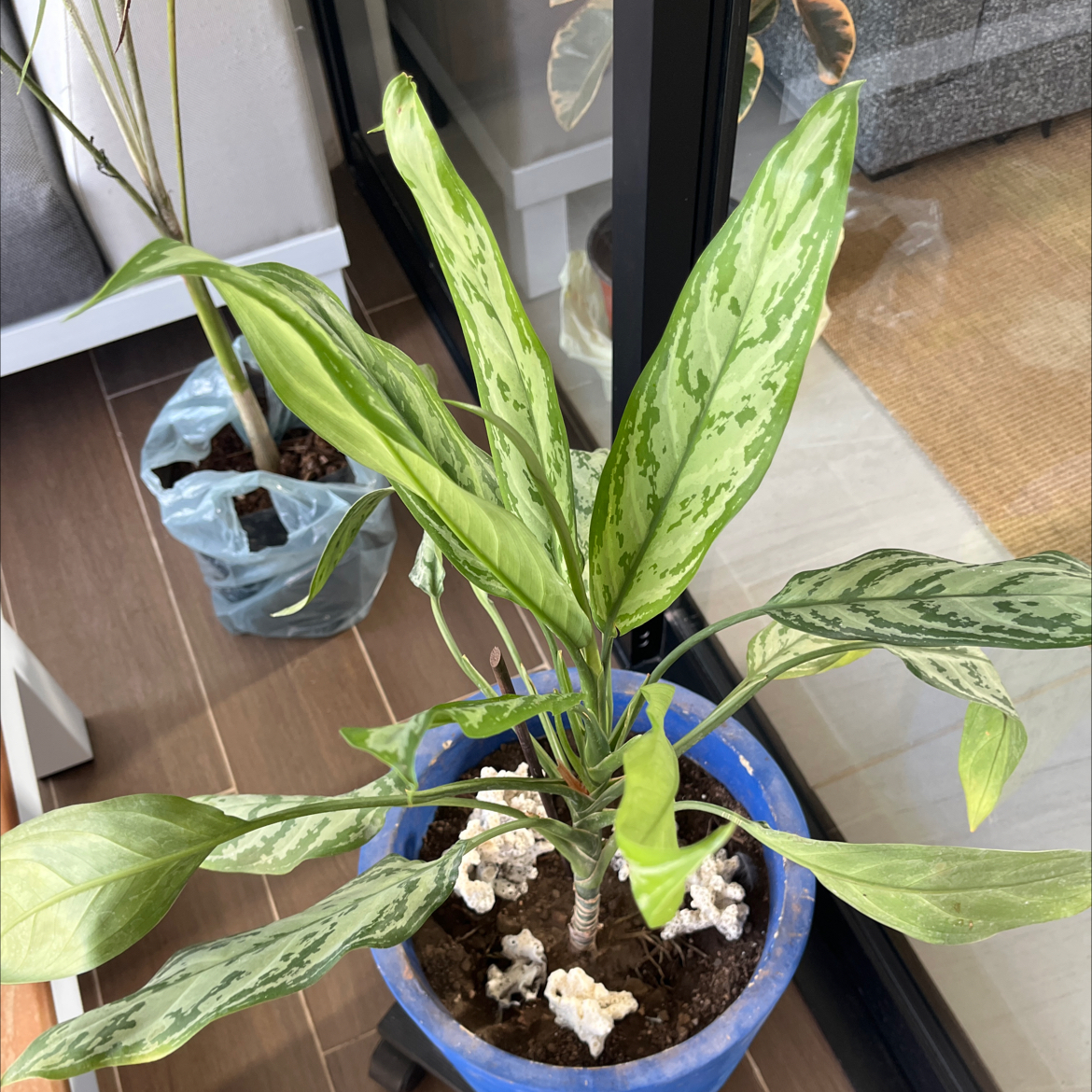 Photo of the plant species Crete Aglaonema by @YeveGuasca59 named Xena on Greg, the plant care app