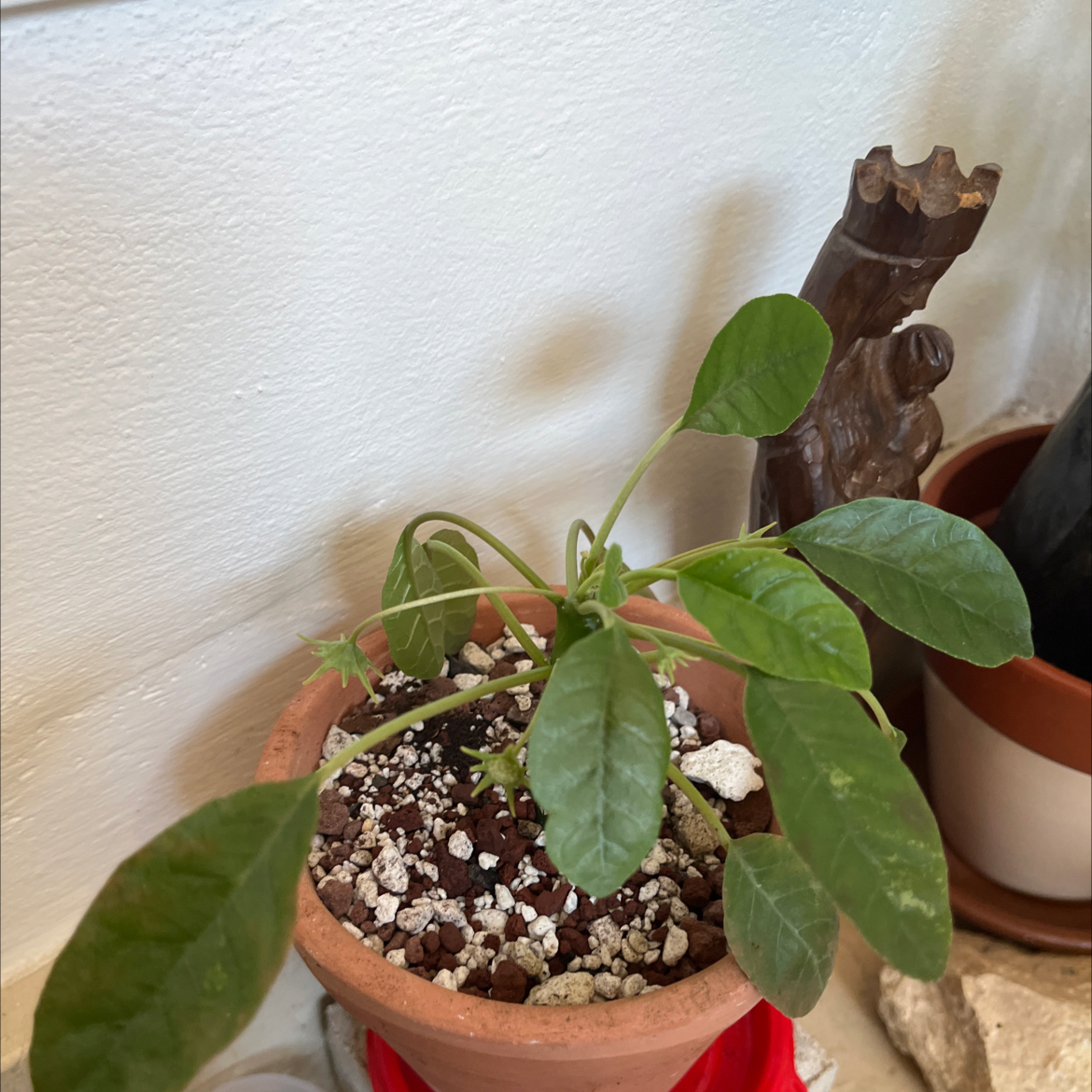 Photo of the plant species Dorstenia foetida ssp. lancifolia by @YeveGuasca59 named Kesha on Greg, the plant care app