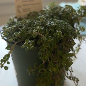 Photo of the plant species Pilea depressa 'Sao Paulo' by @FullRhodotus12 named Beckham on Greg, the plant care app