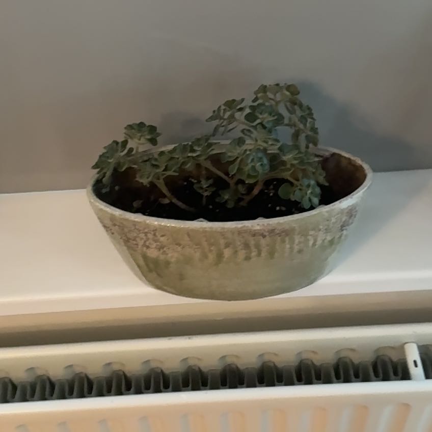 Photo of the plant species Aichryson by @DynamiteYuzu67 named Sigmund on Greg, the plant care app