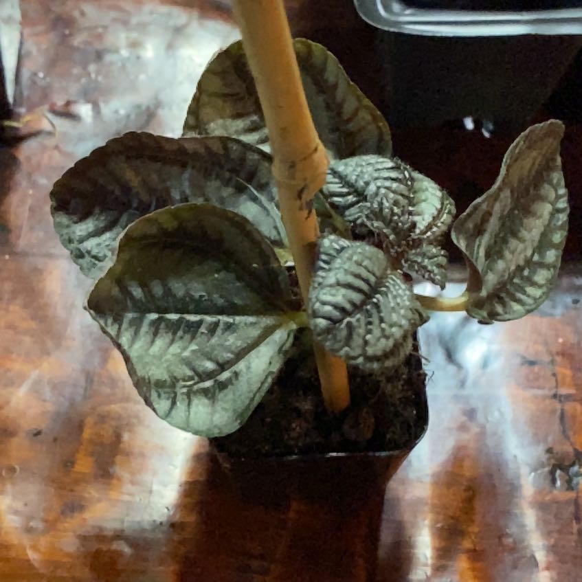 Photo of the plant species Moon Valley by @FierySeaaster57 named Leaf Erickson on Greg, the plant care app