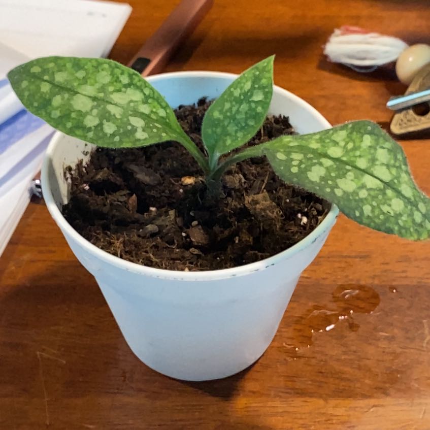 Photo of the plant species Bethlehem Sage by @FierySeaaster57 named Fernie Mercury on Greg, the plant care app