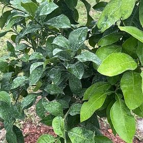 Photo of the plant species Ruby Red Grapefruit Tree by @Bodeco named Ruby on Greg, the plant care app