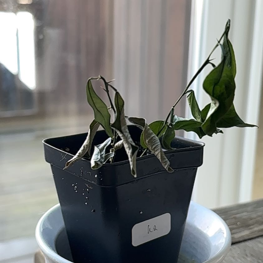 Photo of the plant species Phalaenopsis 'Ox Cumquat' by @SignificantTipa named Martha on Greg, the plant care app