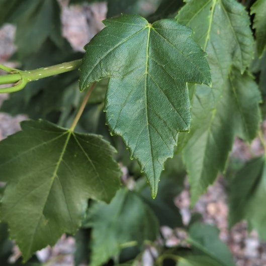 Photo of the plant species Red Sunset Maple by @DollKawaka68 named Eva on Greg, the plant care app