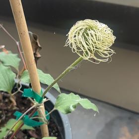 Photo of the plant species Purple Clematis by @BossGymealily named Dax on Greg, the plant care app