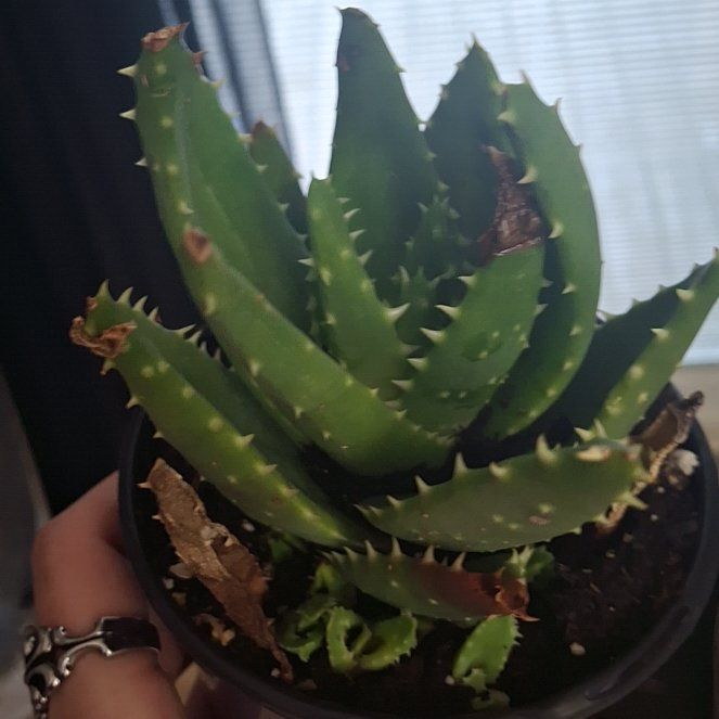 Photo of the plant species Gold Tooth Aloe by @SaviorMakura19 named Spike Leaves on Greg, the plant care app
