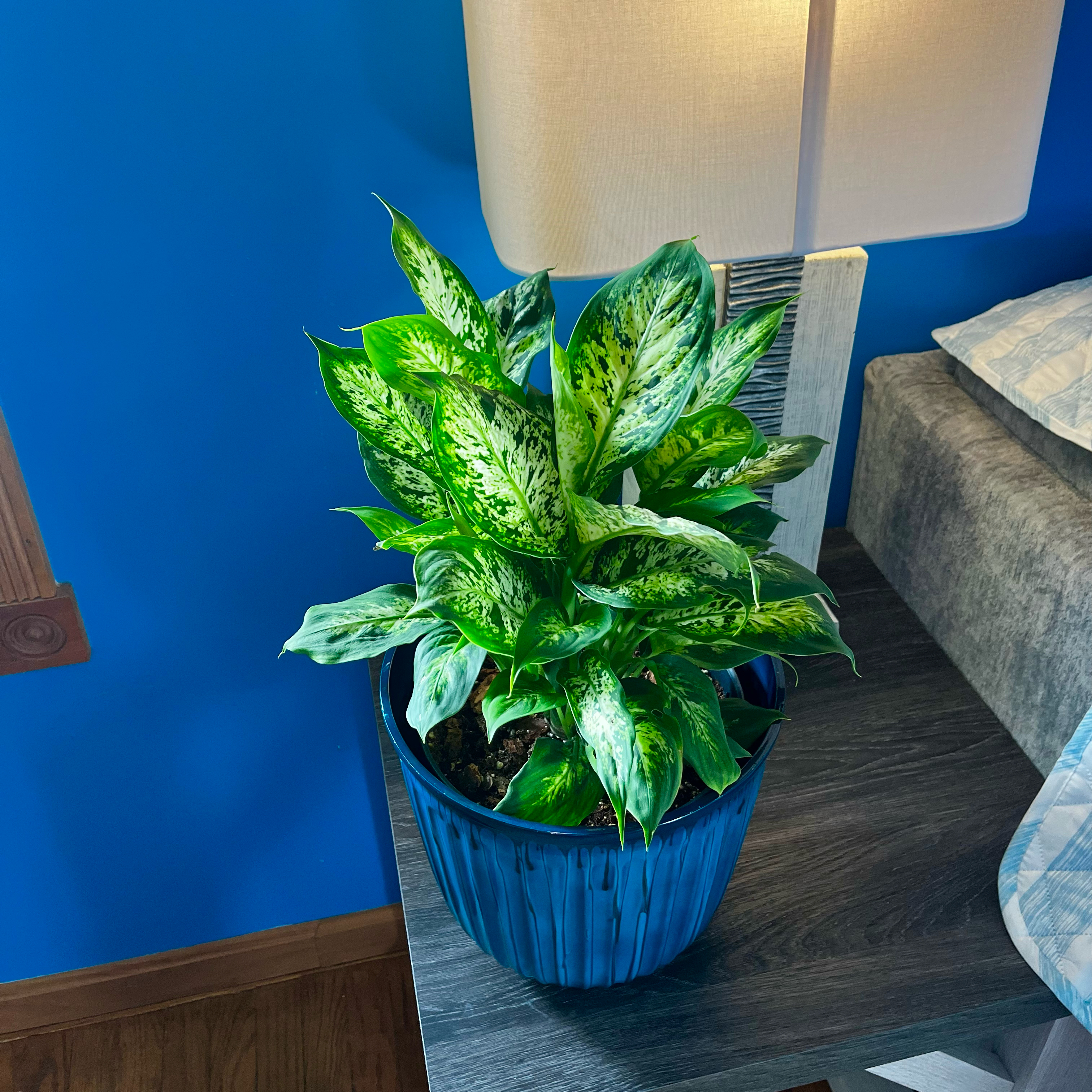 Photo of the plant species Dumbcane 'Delilah' by @Brooketracy95 named Delilah on Greg, the plant care app