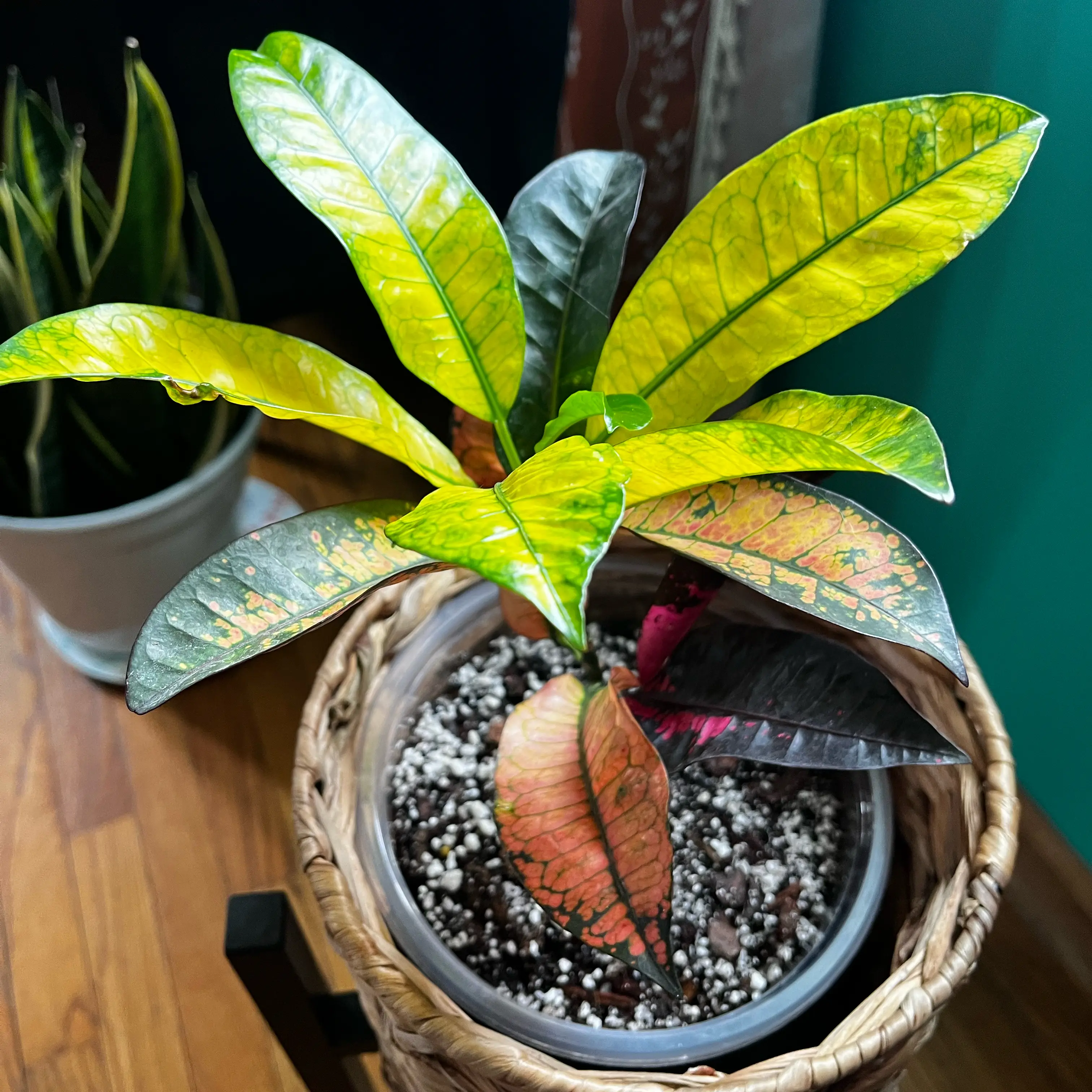 Photo of the plant species Iceton Croton by @Brooketracy95 named Iceton on Greg, the plant care app