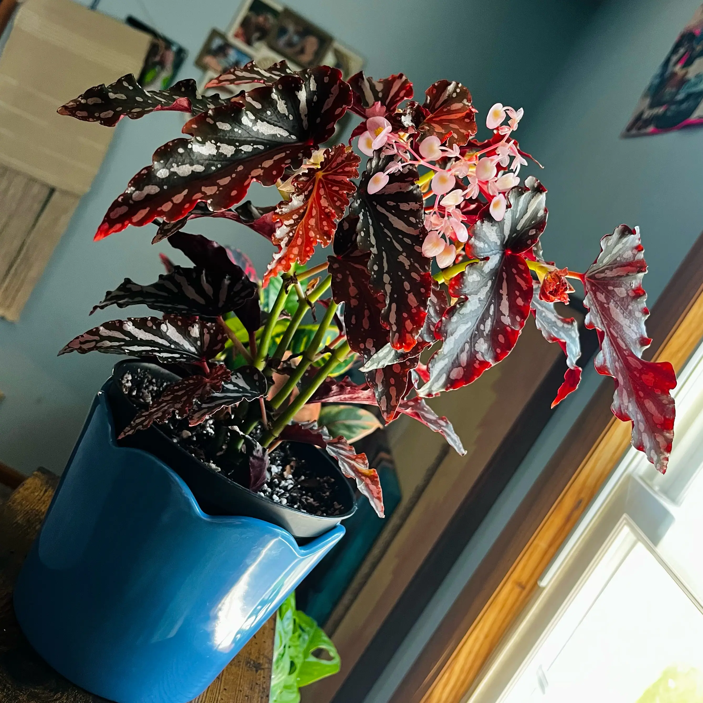 Photo of the plant species Begonia Cracklin Rosie by @Brooketracy95 named Rosie on Greg, the plant care app