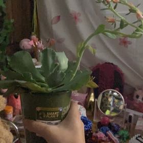 Photo of the plant species Succulent by @ZarfRainbow84 named Curie on Greg, the plant care app