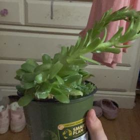 Photo of the plant species Sempervivum 'Cebenese' by @ZarfRainbow84 named Aristotle on Greg, the plant care app