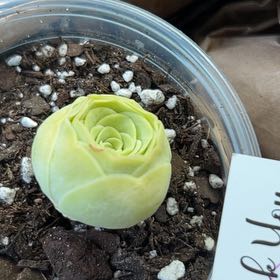 Photo of the plant species Mountain Rose by @SteadfastCactus named Sir Plancelot on Greg, the plant care app