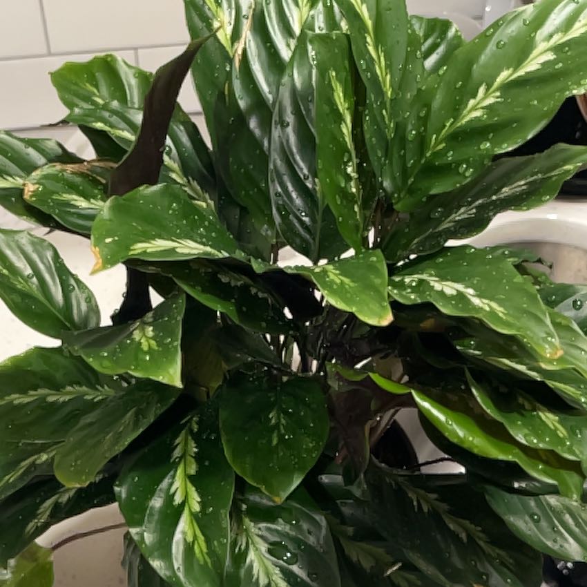 Photo of the plant species Prayer Plant 'Maui Queen' by @HipTrextoes37 named Stripe 2 on Greg, the plant care app