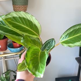 Photo of the plant species Calathea Bicajoux® 'Cobra Pink' by @HipTrextoes37 named Baesil on Greg, the plant care app