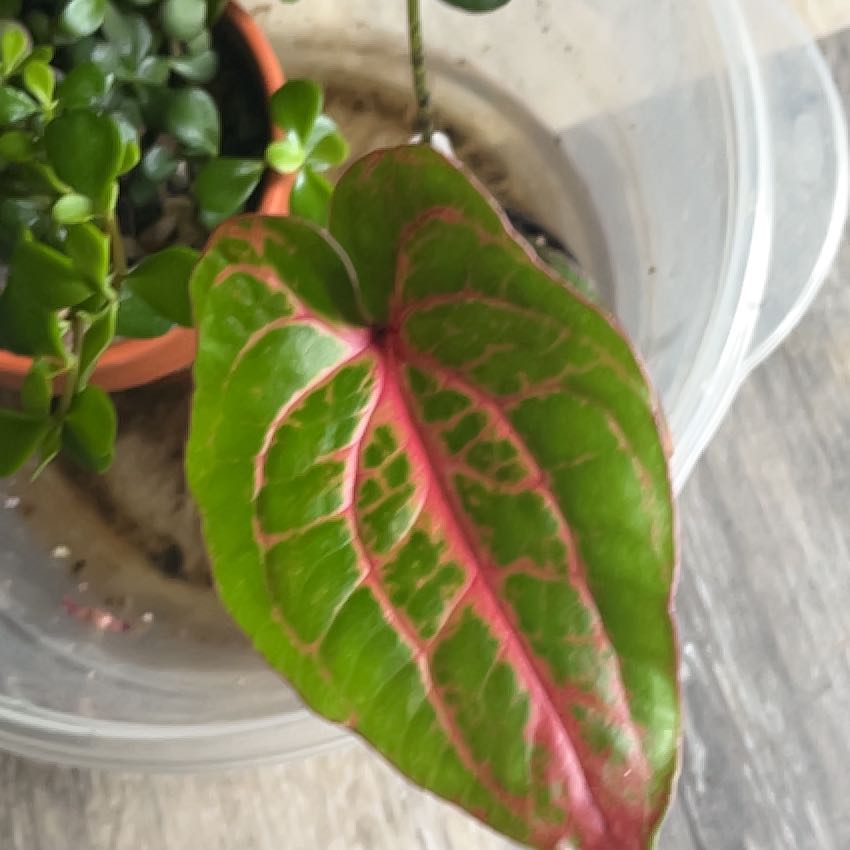 Photo of the plant species Cyrtosperma johnstonii by @HipTrextoes37 named Harry on Greg, the plant care app