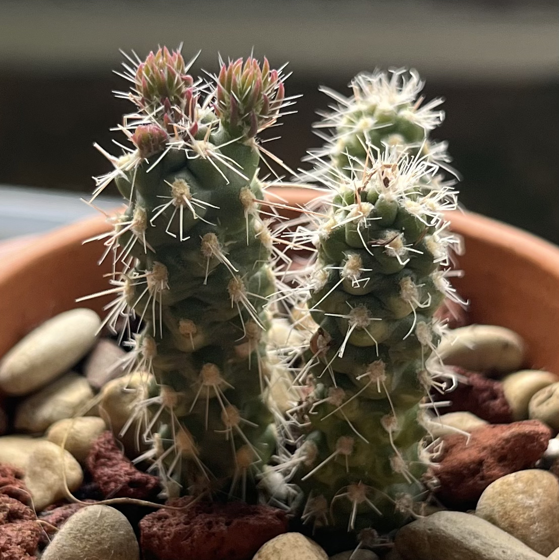 Photo of the plant species Cane Cactus by @HipTrextoes37 named Pokie Junior on Greg, the plant care app