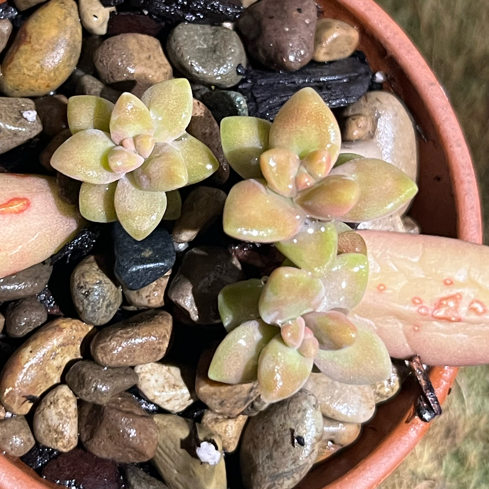 Photo of the plant species Coppertone Stonecrop by @HipTrextoes37 named Mollie on Greg, the plant care app