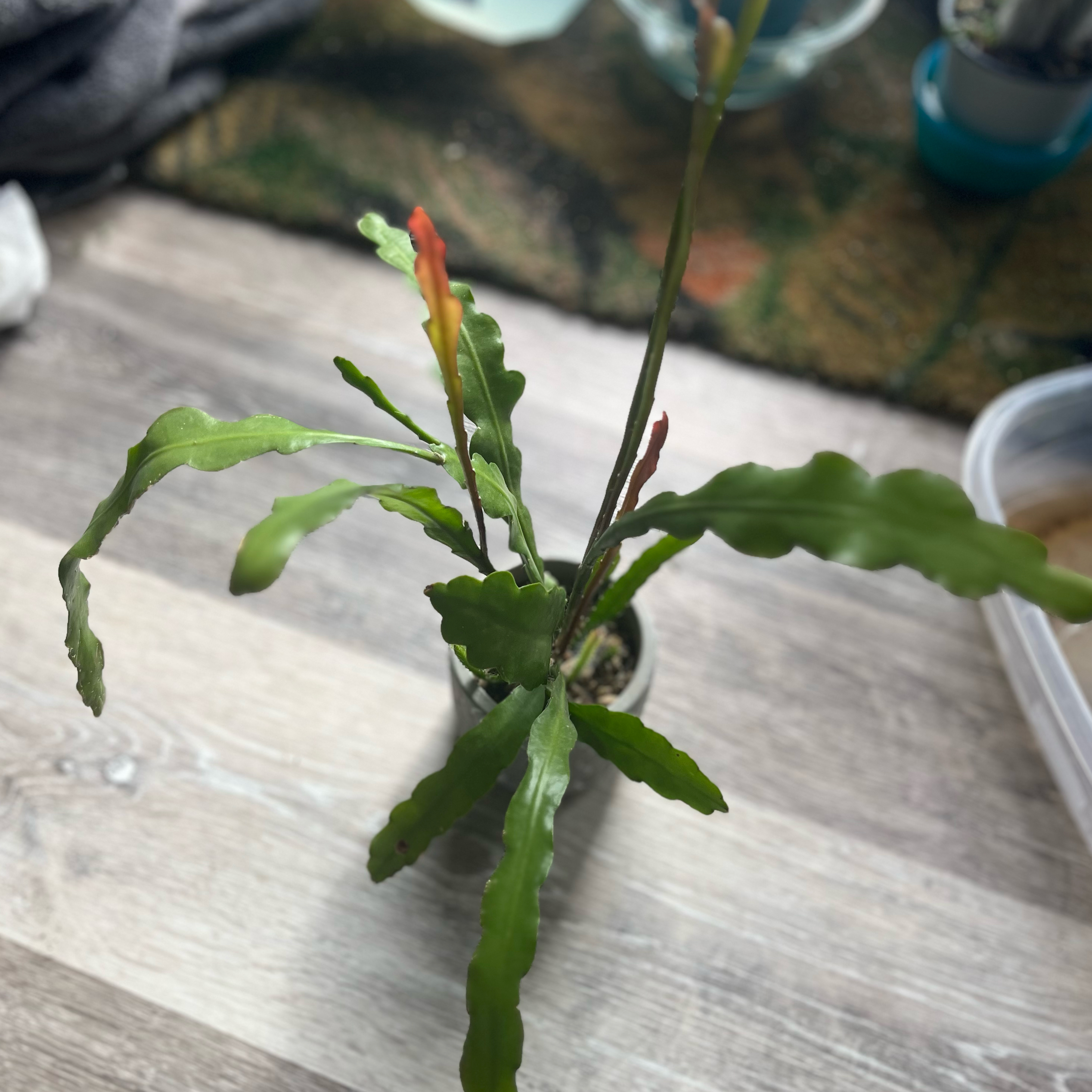 Photo of the plant species Fishbone cactus by @HipTrextoes37 named Sardine on Greg, the plant care app