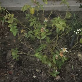 Photo of the plant species Julia Child Rose by @BigMarimo87 named Kendall on Greg, the plant care app