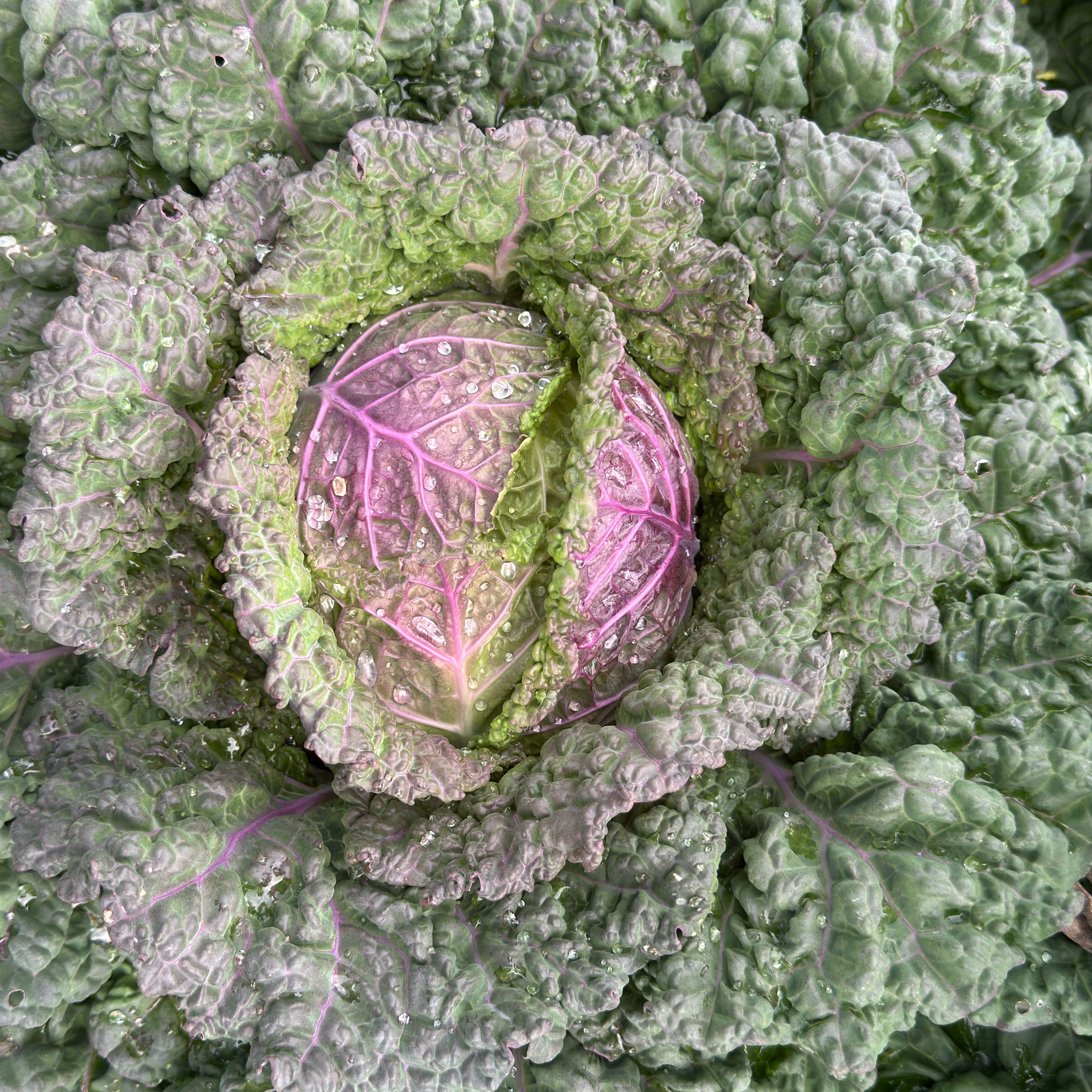 Photo of the plant species Purple Cabbage 'Violaceo Di Verona' by @ZealElkclover77 named Nemo on Greg, the plant care app