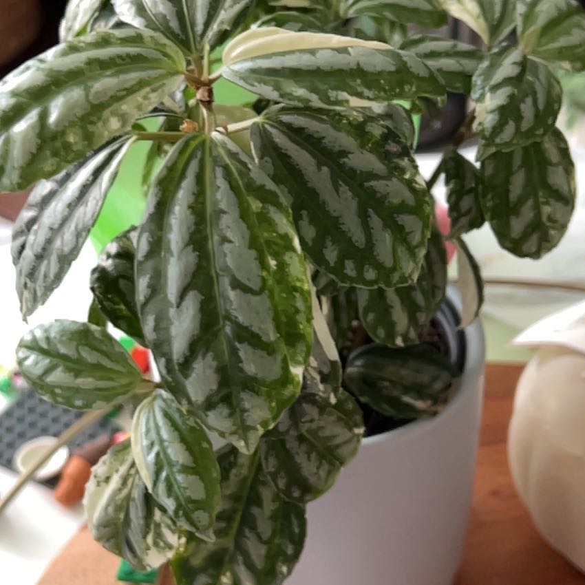 Photo of the plant species Variegated Aluminum Plant by @ClubbyKaramu named Aristotle on Greg, the plant care app